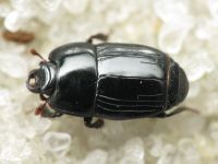 Platysoma compressum