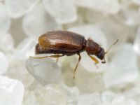 Cortinicara gibbosa