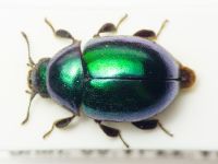 Carpathobyrrhulus transsylvanicus