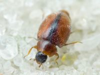 Scymnus limbatus