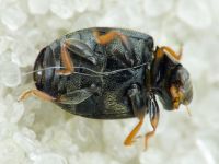 Scymnus frontalis