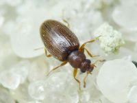 Cortinicara gibbosa