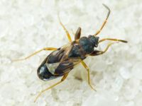 Scolopostethus