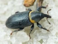 Mecinus collaris