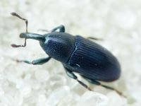 Aulacobaris picicornis