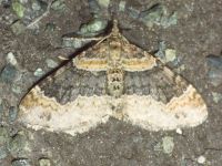 Xanthorhoe ferrugata