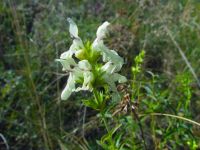 Stachys recta