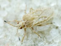 Tingis (Tropidocheila) caucasica