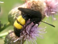 Scolia hirta