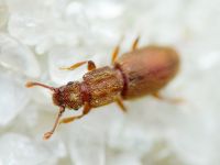 Monotoma quadrifoveolata