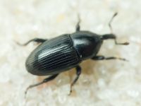 Melanobaris laticollis