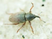 Tychius