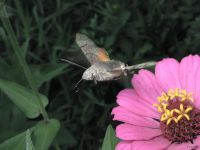 Macroglossum stellatarum