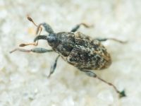 Curculionidae