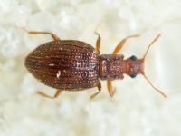Stephostethus angusticollis