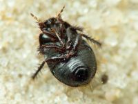 Byrsinus flavicornis