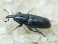 Labiaticola melas