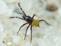 Heteroptera