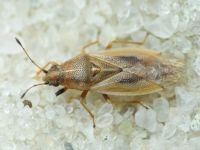 Cymus glandicolor