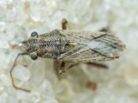 Ortholomus punctipennis