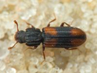 Bitoma crenata
