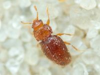 Mycetaea subterranea