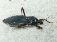 Reduvius personatus