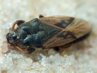 Megalonotus sabulicola