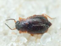Staphylinidae