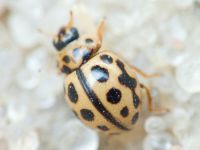 Tytthaspis sedecimpunctata