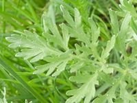 Artemisia absinthium