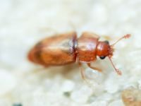 Nitidulidae