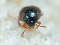 Leiodidae