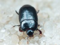 Platylomalus complanatus