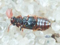Staphylinidae