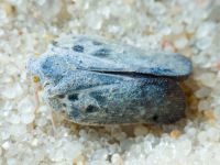 Metcalfa pruinosa
