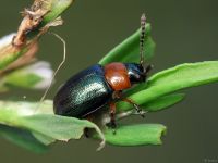 Gastrophysa polygoni