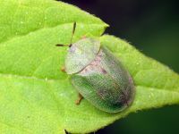 Cassida (Cassida) rubiginosa