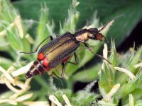 Malachius bipustulatus