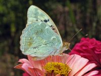 Argynnis pandora