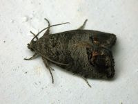 Cydia pomonella