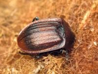 Phosphuga atrata