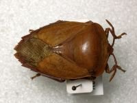 Tessaratoma papillosa