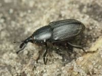 Sphenophorus striatopunctatus