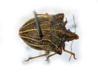 Ancyrosoma leucogrammes