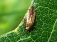 Cymus melanocephalus