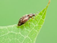 Cortinicara gibbosa