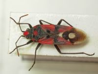 Lygaeus murinus