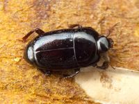 Platylomalus complanatus