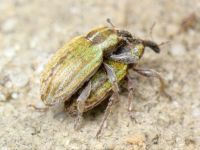 Hypera (Hypera) nigrirostris